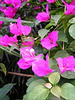 Bougainvillee - Bougainvillea spectabilis (fam Nyctaginacees) (01) (Photo F. Mrugala)